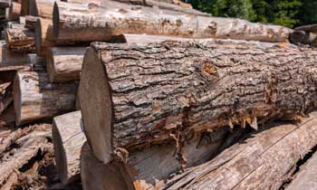 hemlock logs